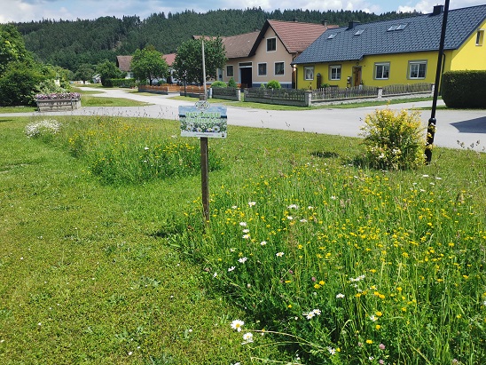 Read more about the article Natur- und Blumenwiesen in unseren Gemeinden